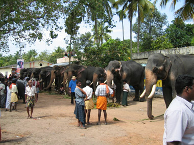 Durga-Elefanten-29.12.06.jpg