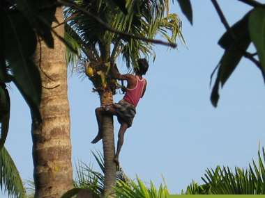 Kokospalme-0427.jpg