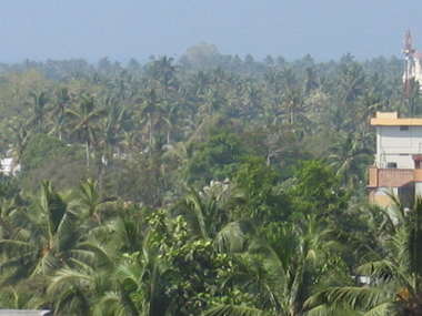 Kokospalme-Kollam-0852.jpg