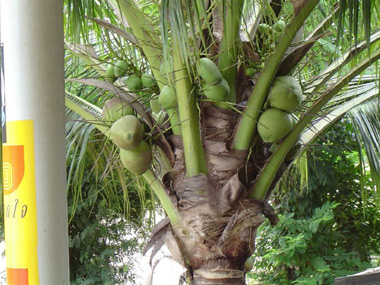 Kokospalme-Nuesse-.jpg